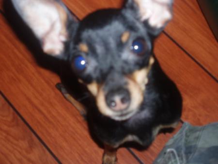 mon ptit chien